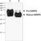 Matrix Metallopeptidase 8 antibody, 688002, BioLegend, Western Blot image 