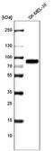 5,6-dihydroxyindole-2-carboxylic acid oxidase antibody, NBP2-61642, Novus Biologicals, Western Blot image 