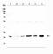 Transmembrane O-methyltransferase antibody, A13092-1, Boster Biological Technology, Western Blot image 