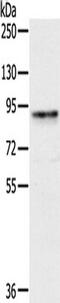 CREB Regulated Transcription Coactivator 2 antibody, TA351834, Origene, Western Blot image 