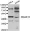 BCL2 Like 13 antibody, LS-C331263, Lifespan Biosciences, Western Blot image 