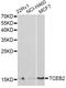 Elongin B antibody, LS-C748417, Lifespan Biosciences, Western Blot image 