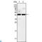 Alpha-Methylacyl-CoA Racemase antibody, LS-C812494, Lifespan Biosciences, Immunofluorescence image 