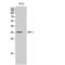 Interferon Regulatory Factor 1 antibody, LS-C387746, Lifespan Biosciences, Western Blot image 