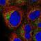 Translocase Of Outer Mitochondrial Membrane 40 antibody, NBP2-38289, Novus Biologicals, Immunofluorescence image 