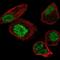 NmrA-like family domain-containing protein 1 antibody, PA5-66480, Invitrogen Antibodies, Immunofluorescence image 