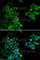 Proteasome Subunit Beta 10 antibody, A5452, ABclonal Technology, Immunofluorescence image 