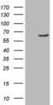 Flavin Containing Dimethylaniline Monoxygenase 3 antibody, MA5-26970, Invitrogen Antibodies, Western Blot image 