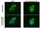 Autophagy Related 12 antibody, NBP2-43752, Novus Biologicals, Immunocytochemistry image 