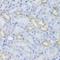 Mitochondrial Ribosomal Protein S30 antibody, orb178588, Biorbyt, Immunohistochemistry paraffin image 
