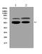Vanin 1 antibody, PB10106, Boster Biological Technology, Western Blot image 