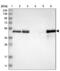 TSC22 Domain Family Member 4 antibody, NBP1-80688, Novus Biologicals, Western Blot image 