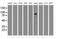 Oxysterol Binding Protein Like 11 antibody, MA5-25332, Invitrogen Antibodies, Western Blot image 