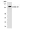 Centrosomal Protein 95 antibody, LS-C291759, Lifespan Biosciences, Western Blot image 