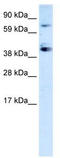 Sp7 Transcription Factor antibody, TA329358, Origene, Western Blot image 