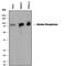 Alkaline Phosphatase, Biomineralization Associated antibody, MAB29092, R&D Systems, Western Blot image 