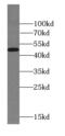 Forkhead Box D4 Like 6 antibody, FNab03193, FineTest, Western Blot image 