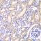 Adenylate kinase isoenzyme 4, mitochondrial antibody, GTX30038, GeneTex, Immunohistochemistry paraffin image 