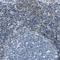 NLR Family Pyrin Domain Containing 3 antibody, NBP1-90207, Novus Biologicals, Immunohistochemistry frozen image 