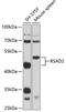 Vig1 antibody, 23-486, ProSci, Western Blot image 