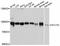 Sec23 Homolog A, Coat Complex II Component antibody, A12101, ABclonal Technology, Western Blot image 