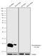 Phospholamban antibody, 711401, Invitrogen Antibodies, Western Blot image 