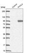 Piwi Like RNA-Mediated Gene Silencing 4 antibody, PA5-63447, Invitrogen Antibodies, Western Blot image 