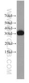 Exosome complex exonuclease RRP4 antibody, 66099-1-Ig, Proteintech Group, Western Blot image 