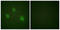 Aurora Kinase B antibody, LS-B6592, Lifespan Biosciences, Immunofluorescence image 