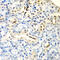 DCMP Deaminase antibody, 19-923, ProSci, Immunohistochemistry frozen image 