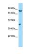 G1 To S Phase Transition 1 antibody, orb331299, Biorbyt, Western Blot image 