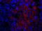 SAM And SH3 Domain Containing 1 antibody, IHC-00646, Bethyl Labs, Immunofluorescence image 