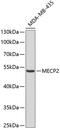 Methyl-CpG Binding Protein 2 antibody, 13-258, ProSci, Western Blot image 