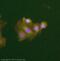 Olfactomedin 4 antibody, ab85046, Abcam, Immunofluorescence image 