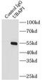 Ubiquitin-associated protein 1 antibody, FNab09149, FineTest, Immunoprecipitation image 