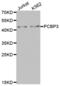 Poly(RC) Binding Protein 3 antibody, abx004651, Abbexa, Western Blot image 