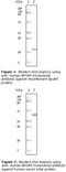 Apolipoprotein A5 antibody, LS-C47132, Lifespan Biosciences, Western Blot image 