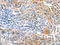 Inner Membrane Mitochondrial Protein antibody, CSB-PA598310, Cusabio, Immunohistochemistry paraffin image 