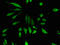 Zinc Finger Protein 98 antibody, orb26809, Biorbyt, Immunofluorescence image 
