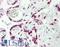 HEXIM P-TEFb Complex Subunit 1 antibody, LS-B9613, Lifespan Biosciences, Immunohistochemistry paraffin image 