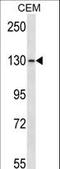 Glutamate Metabotropic Receptor 1 antibody, LS-C166684, Lifespan Biosciences, Western Blot image 