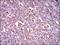 Integrin Subunit Alpha 2b antibody, GTX60764, GeneTex, Immunohistochemistry paraffin image 