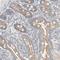 Tubulin Delta 1 antibody, HPA023980, Atlas Antibodies, Immunohistochemistry frozen image 