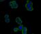 Placental Growth Factor antibody, NBP2-80390, Novus Biologicals, Immunocytochemistry image 