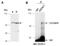 Zinc Finger And SCAN Domain Containing 10 antibody, R2249-2, Abiocode, Western Blot image 