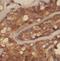 Cerebellar degeneration-related protein 2 antibody, FNab01568, FineTest, Immunohistochemistry frozen image 