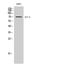 E74 Like ETS Transcription Factor 4 antibody, A03714-1, Boster Biological Technology, Western Blot image 