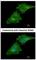 Coronin 1C antibody, NBP2-15968, Novus Biologicals, Immunofluorescence image 