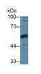 Bone Morphogenetic Protein 6 antibody, LS-C293044, Lifespan Biosciences, Western Blot image 