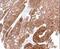 Aldehyde Dehydrogenase 1 Family Member A1 antibody, PA5-34623, Invitrogen Antibodies, Immunohistochemistry frozen image 